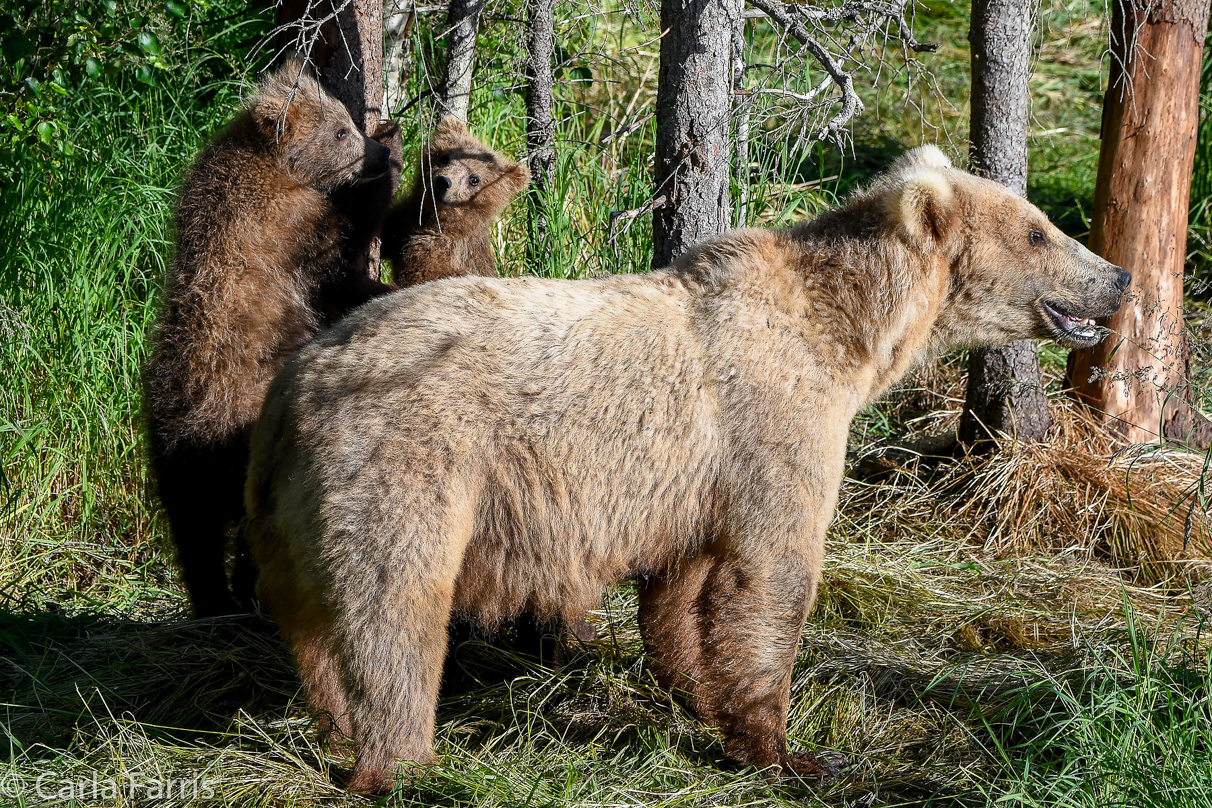 Grazer (128) & cubs