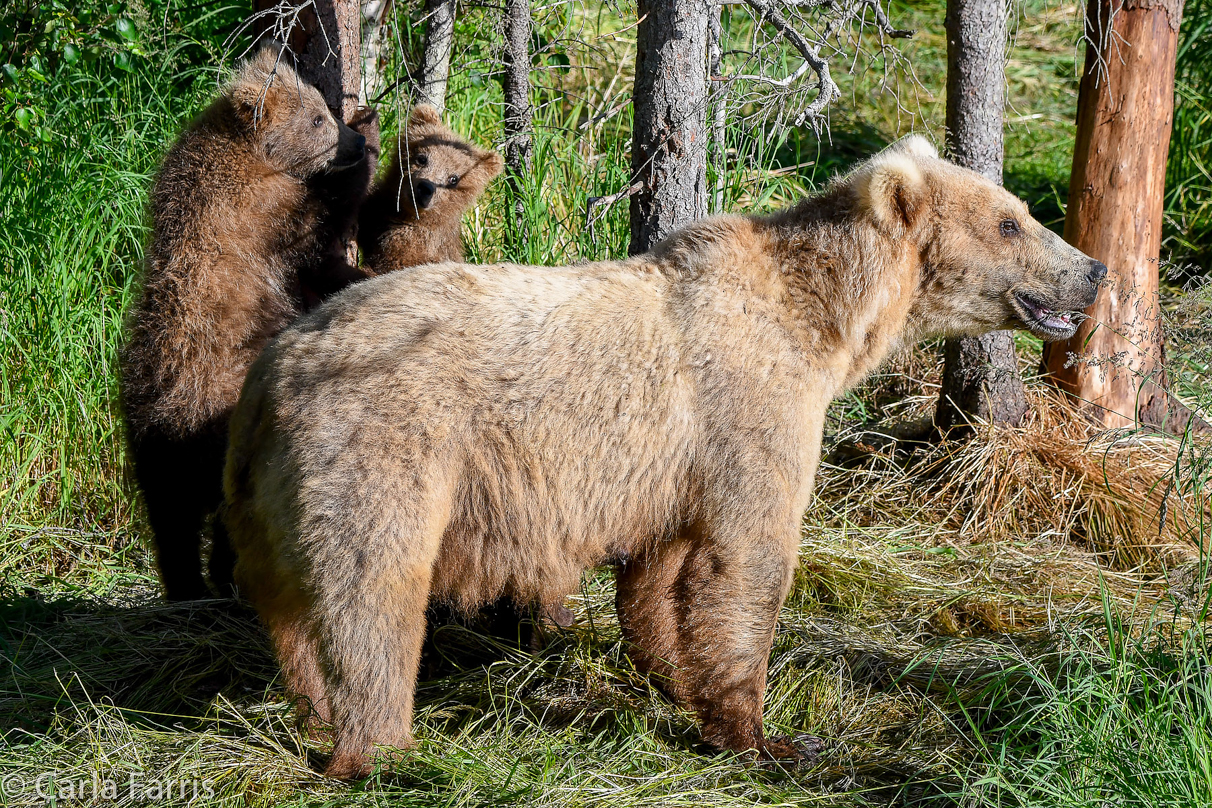 Grazer (128) & cubs