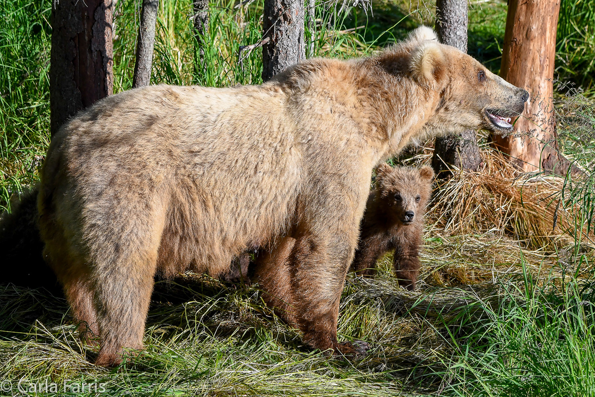 Grazer (128) & cubs