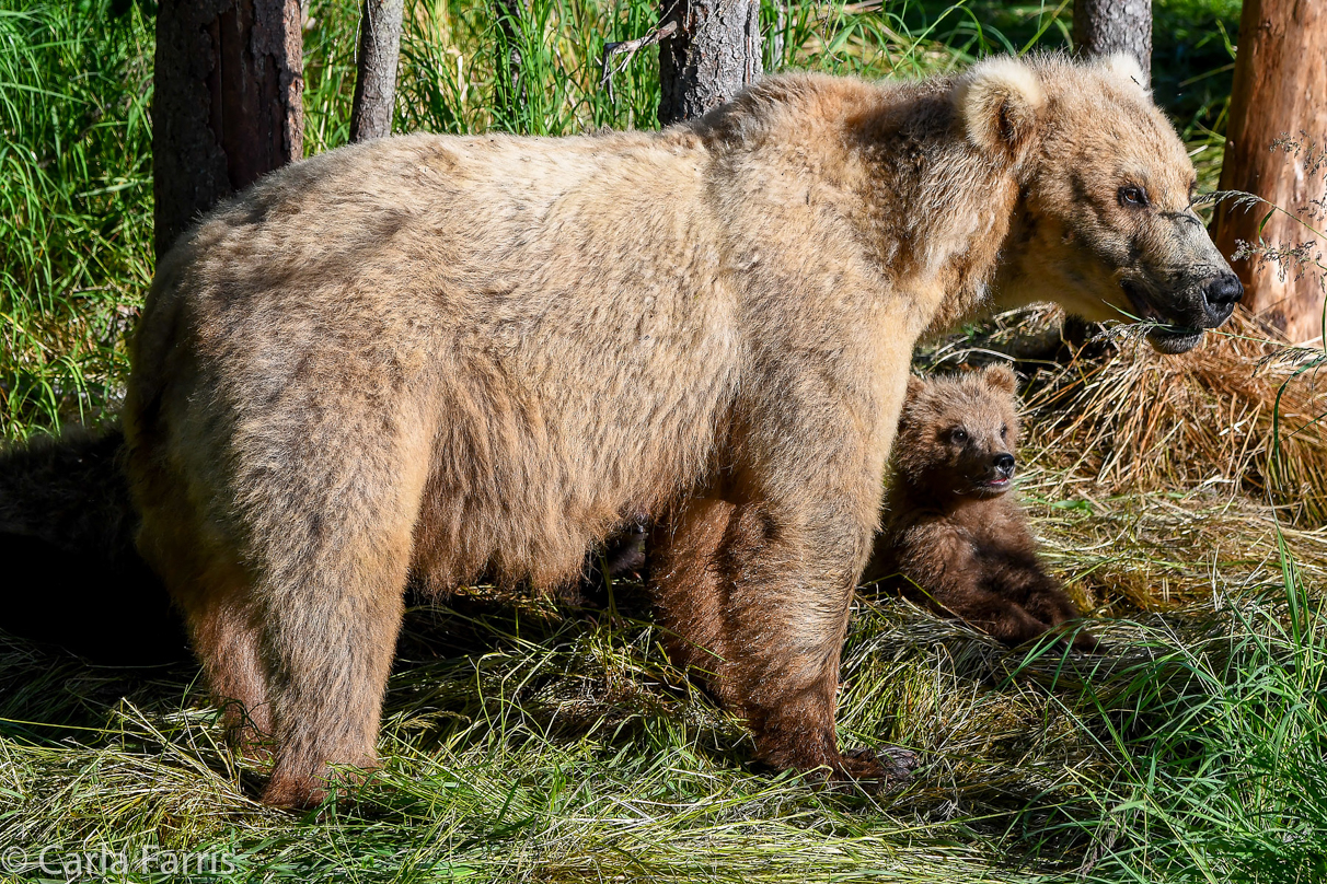 Grazer (128) & cubs