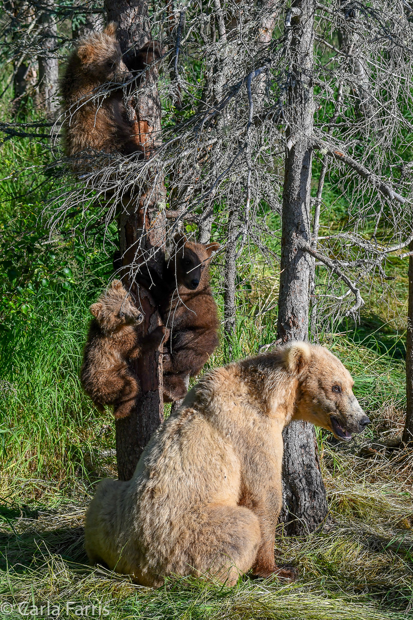 Grazer (128) & cubs