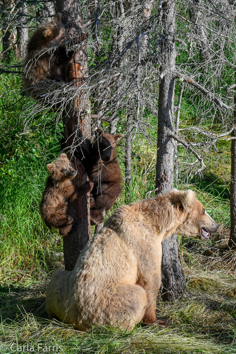 Grazer (128) & cubs