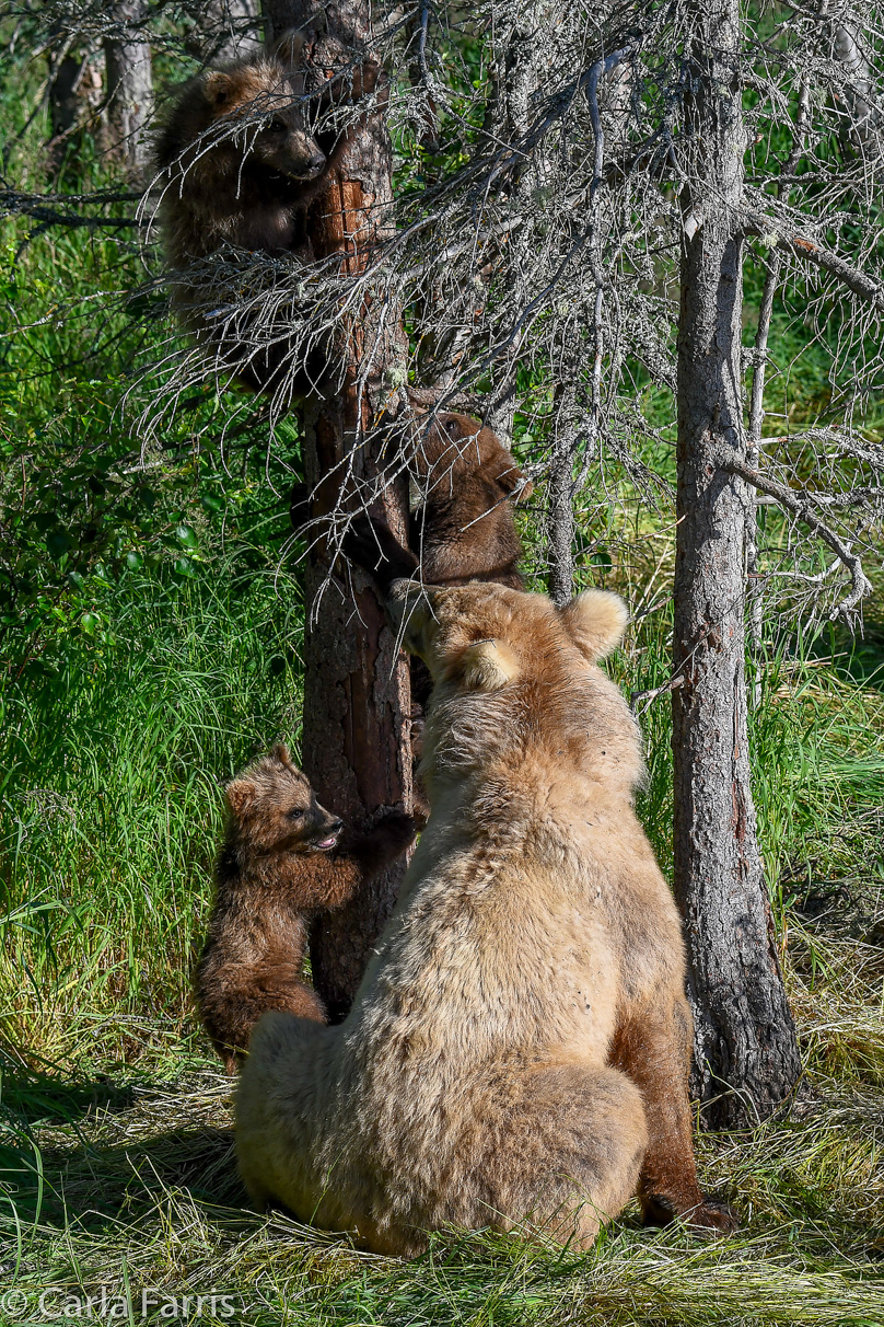 Grazer (128) & cubs