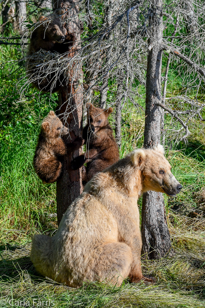 Grazer (128) & cubs