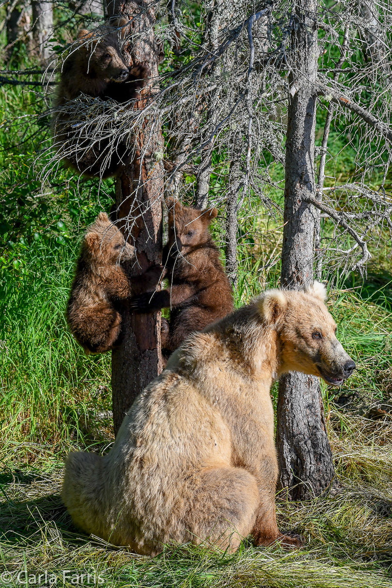 Grazer (128) & cubs