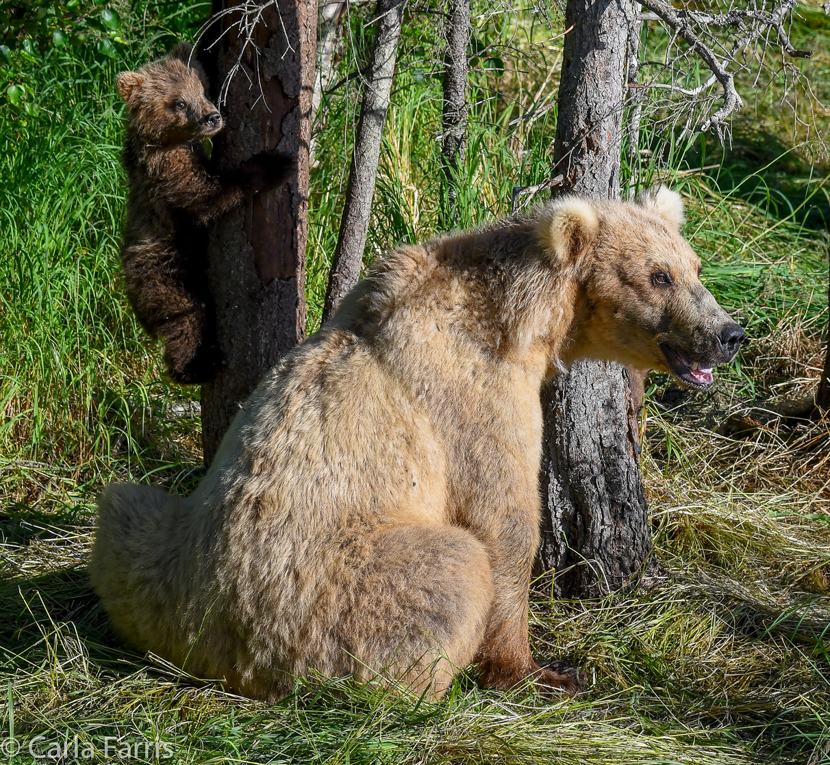 Grazer (128) & cubs