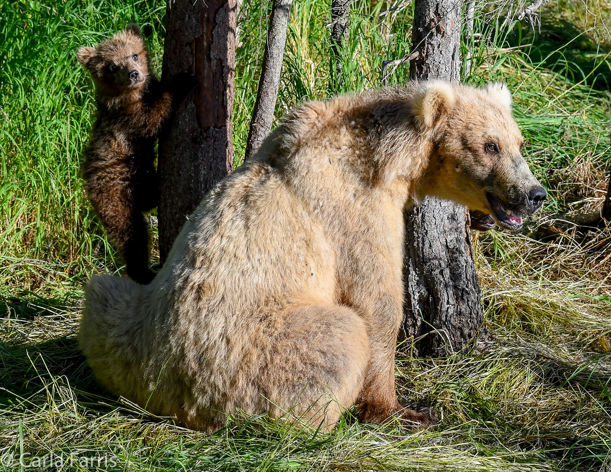 Grazer (128) & cubs