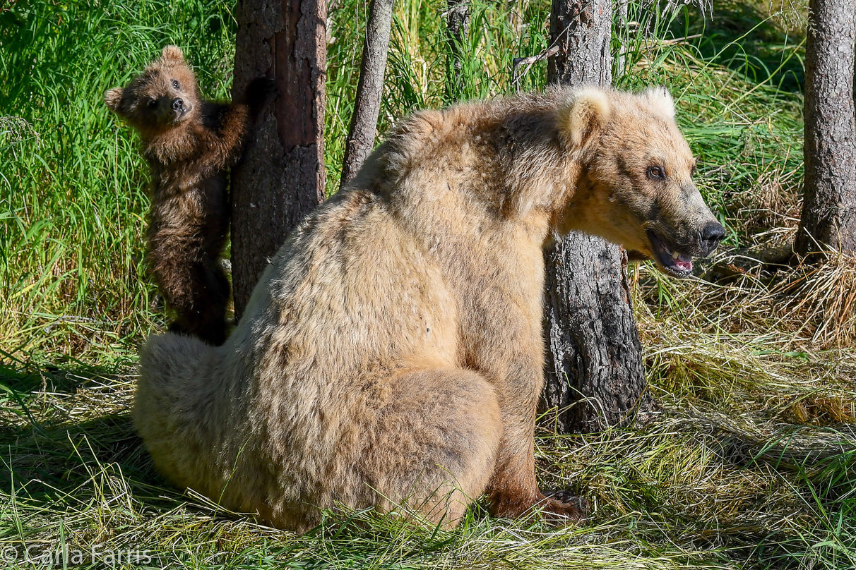 Grazer (128) & cubs