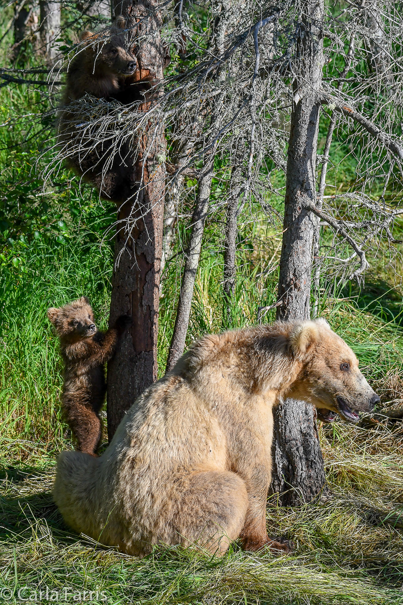 Grazer (128) & cubs