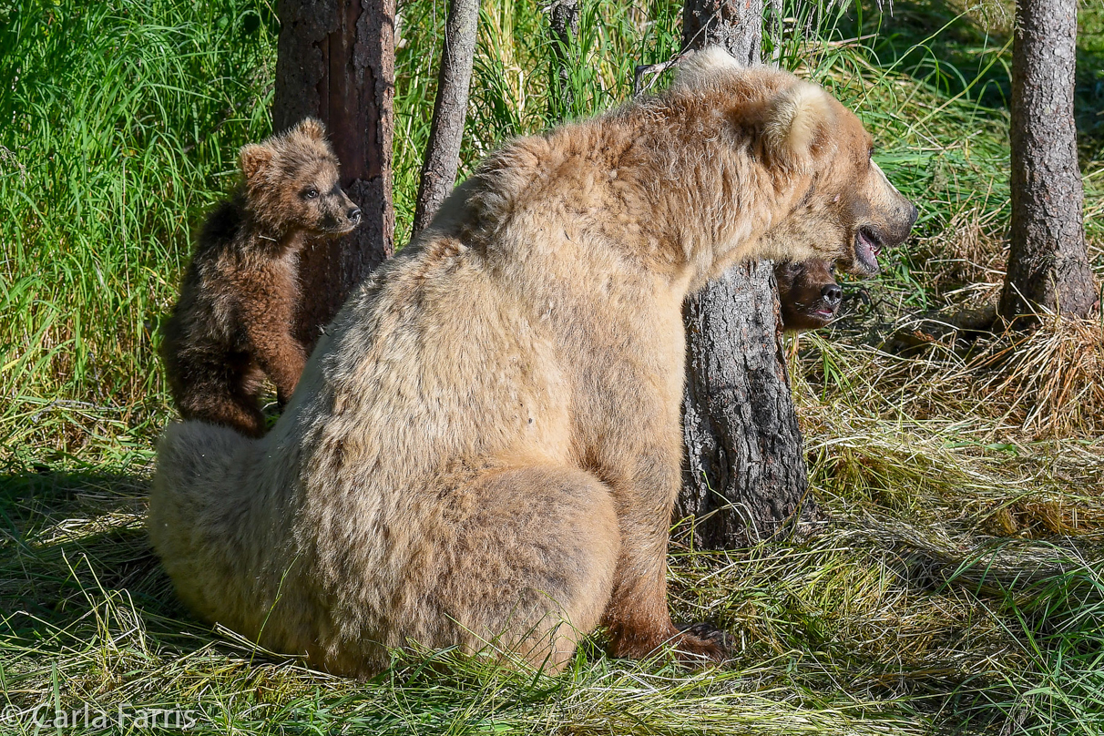 Grazer (128) & cubs