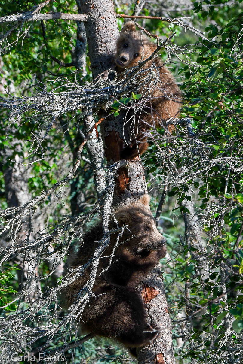 Grazer (128) cub(s)