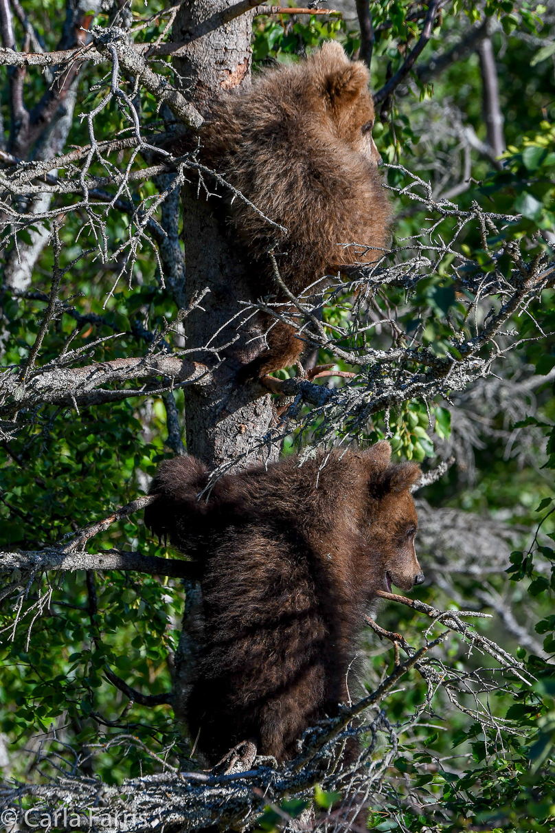 Grazer (128) cub(s)