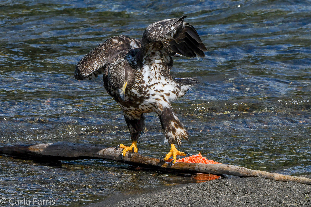 Immature Bald Eagle