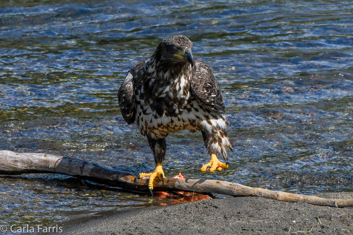 Immature Bald Eagle