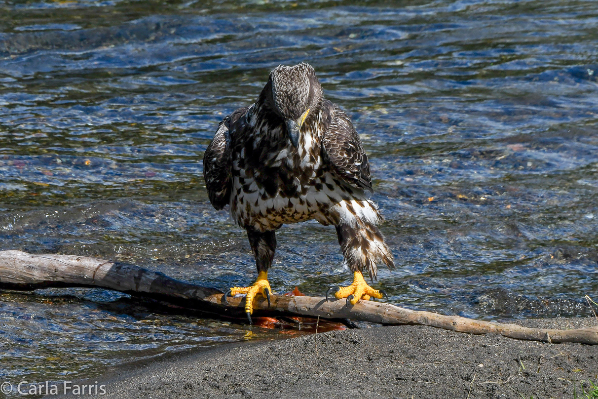 Immature Bald Eagle