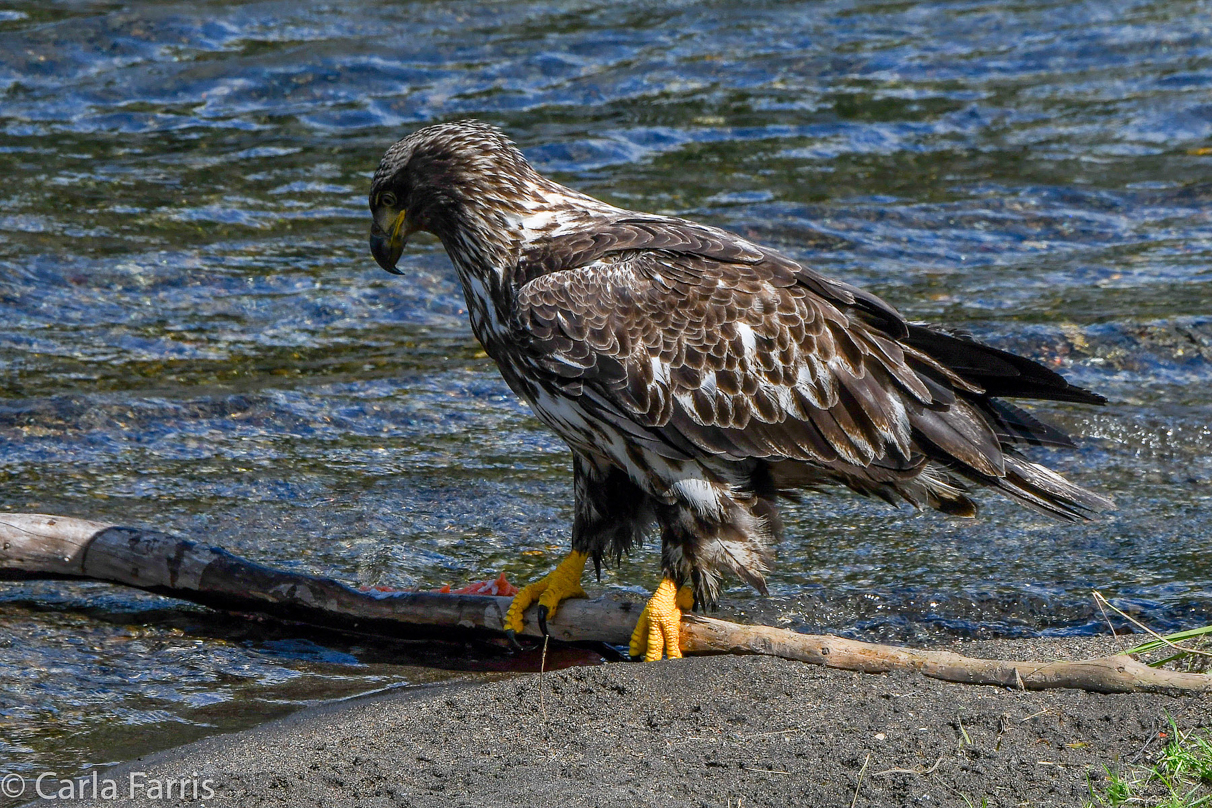 Immature Bald Eagle