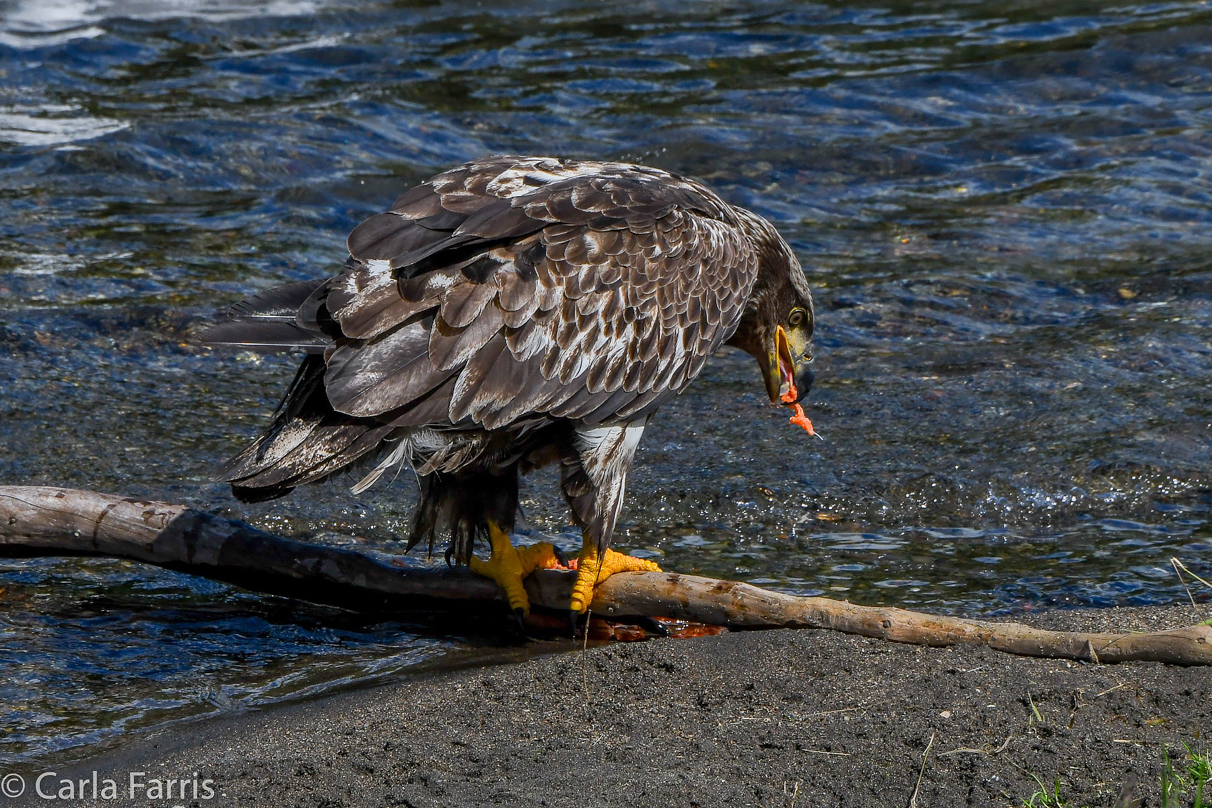 Immature Bald Eagle