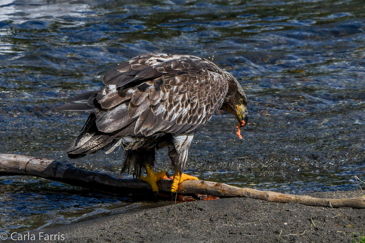 Immature Bald Eagle