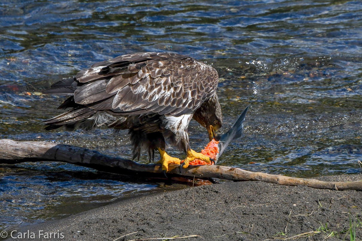 Immature Bald Eagle