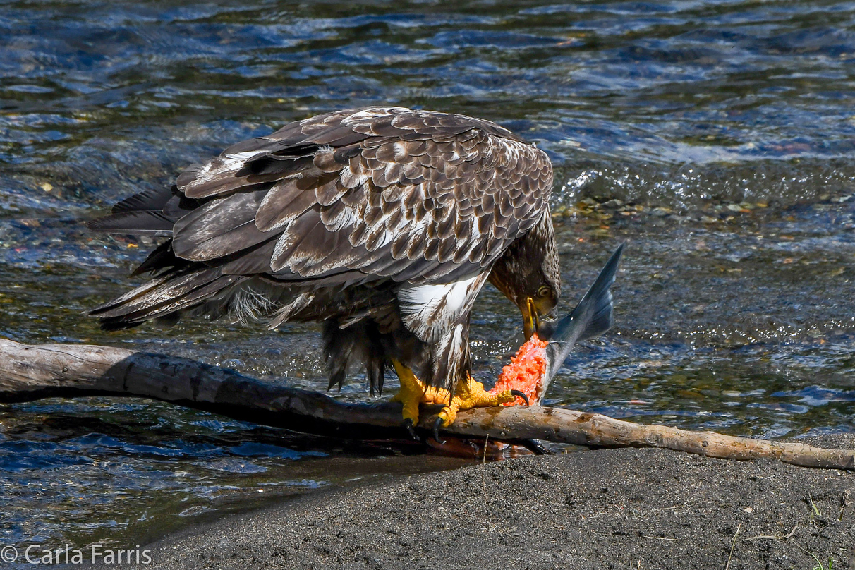 Immature Bald Eagle