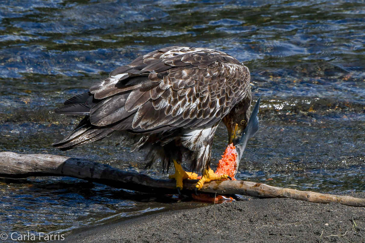 Immature Bald Eagle