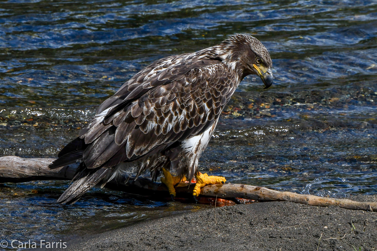 Immature Bald Eagle