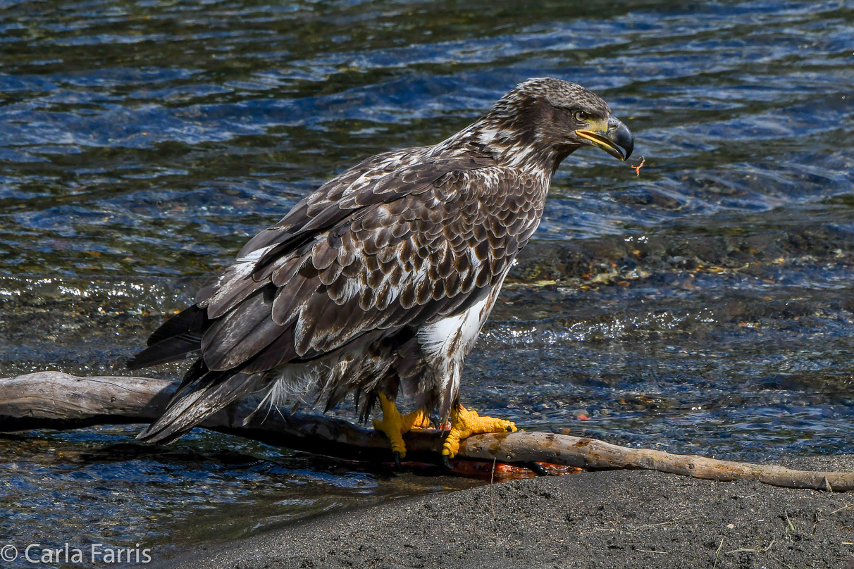 Immature Bald Eagle