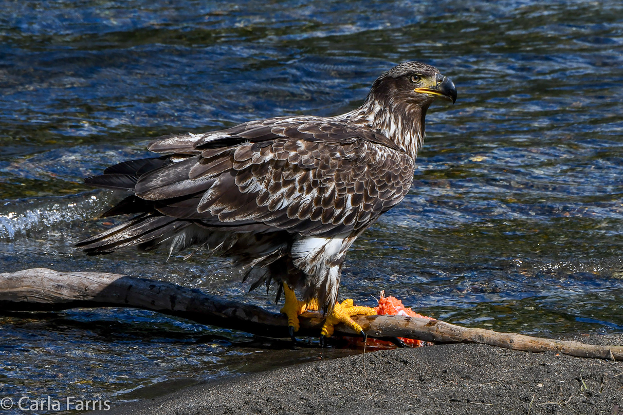 Immature Bald Eagle