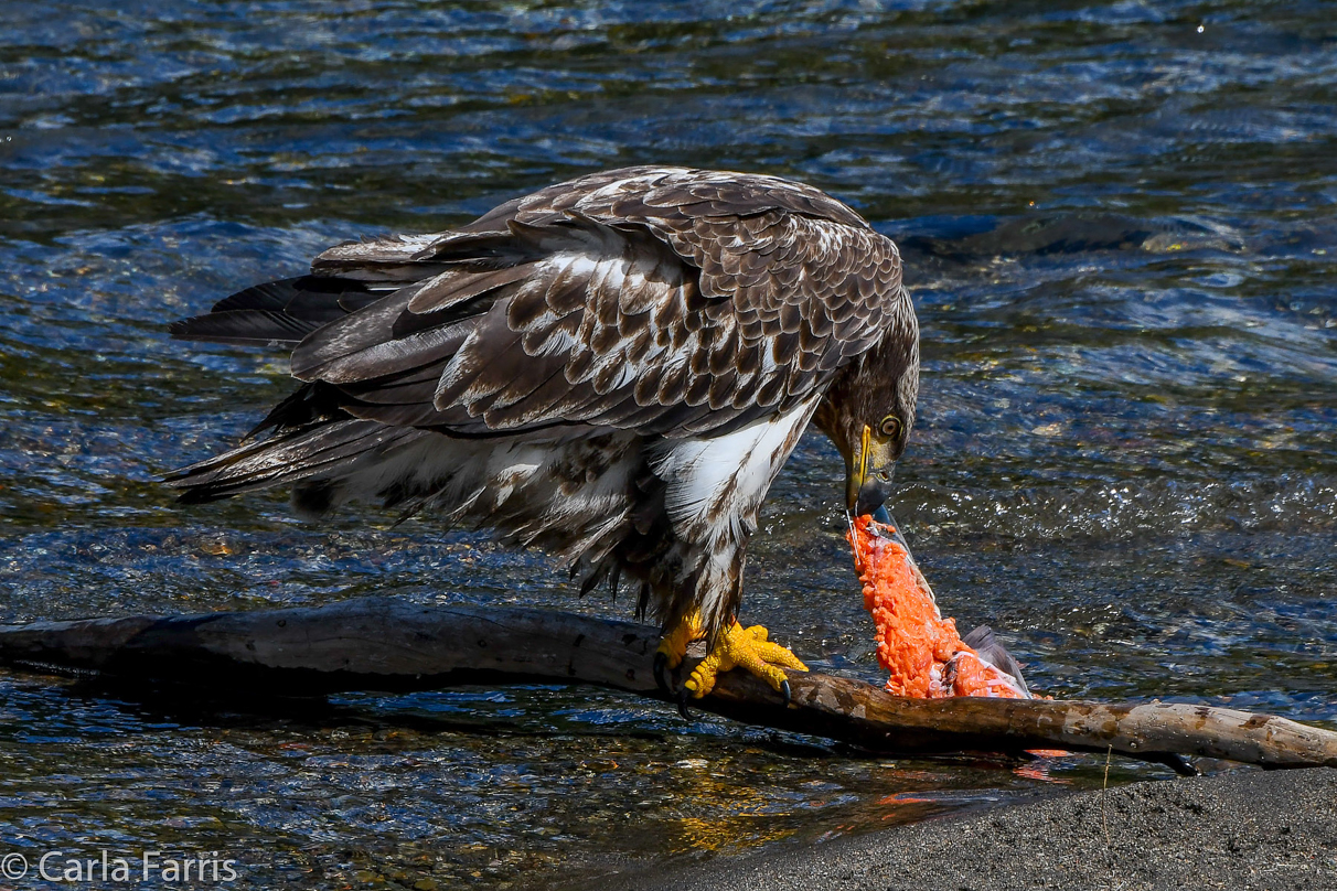 Immature Bald Eagle