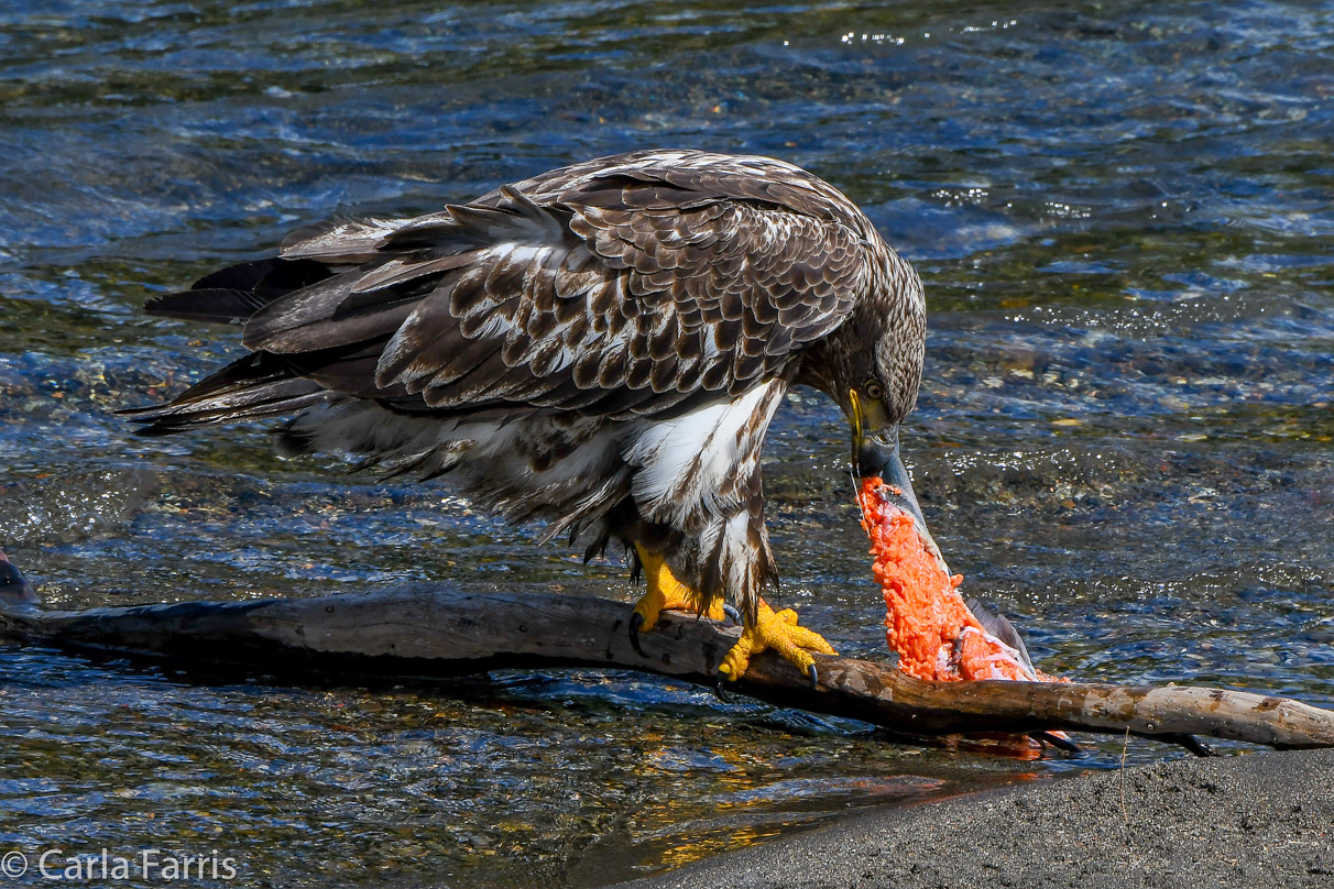 Immature Bald Eagle