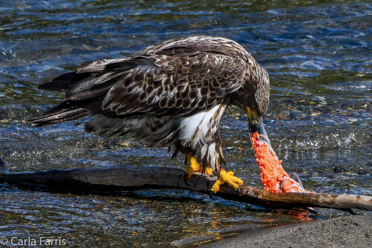 Immature Bald Eagle