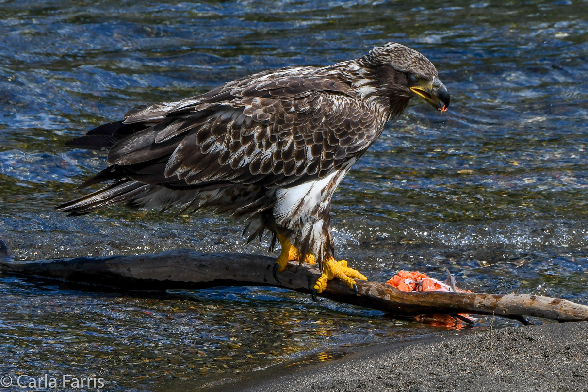 Immature Bald Eagle