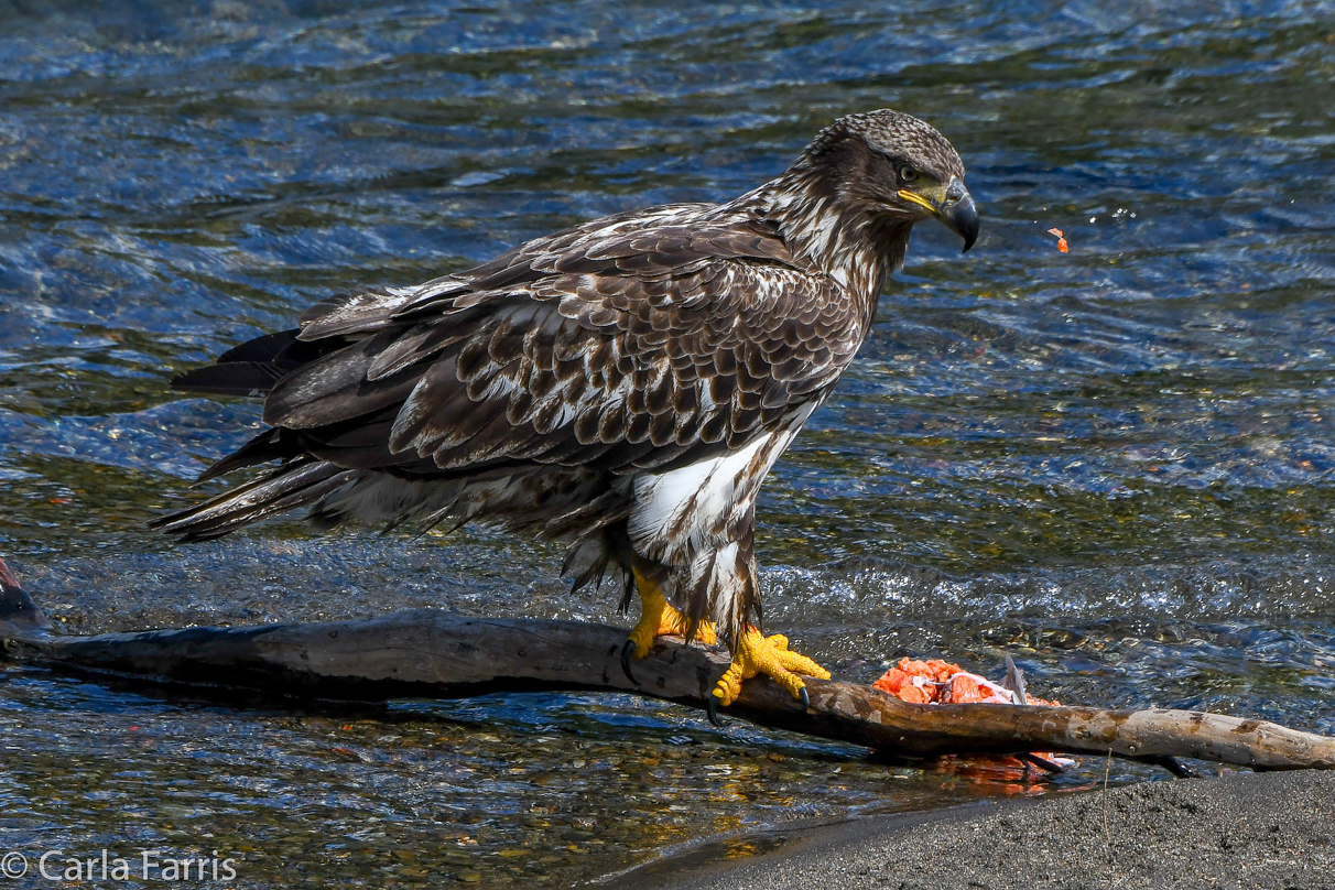 Immature Bald Eagle