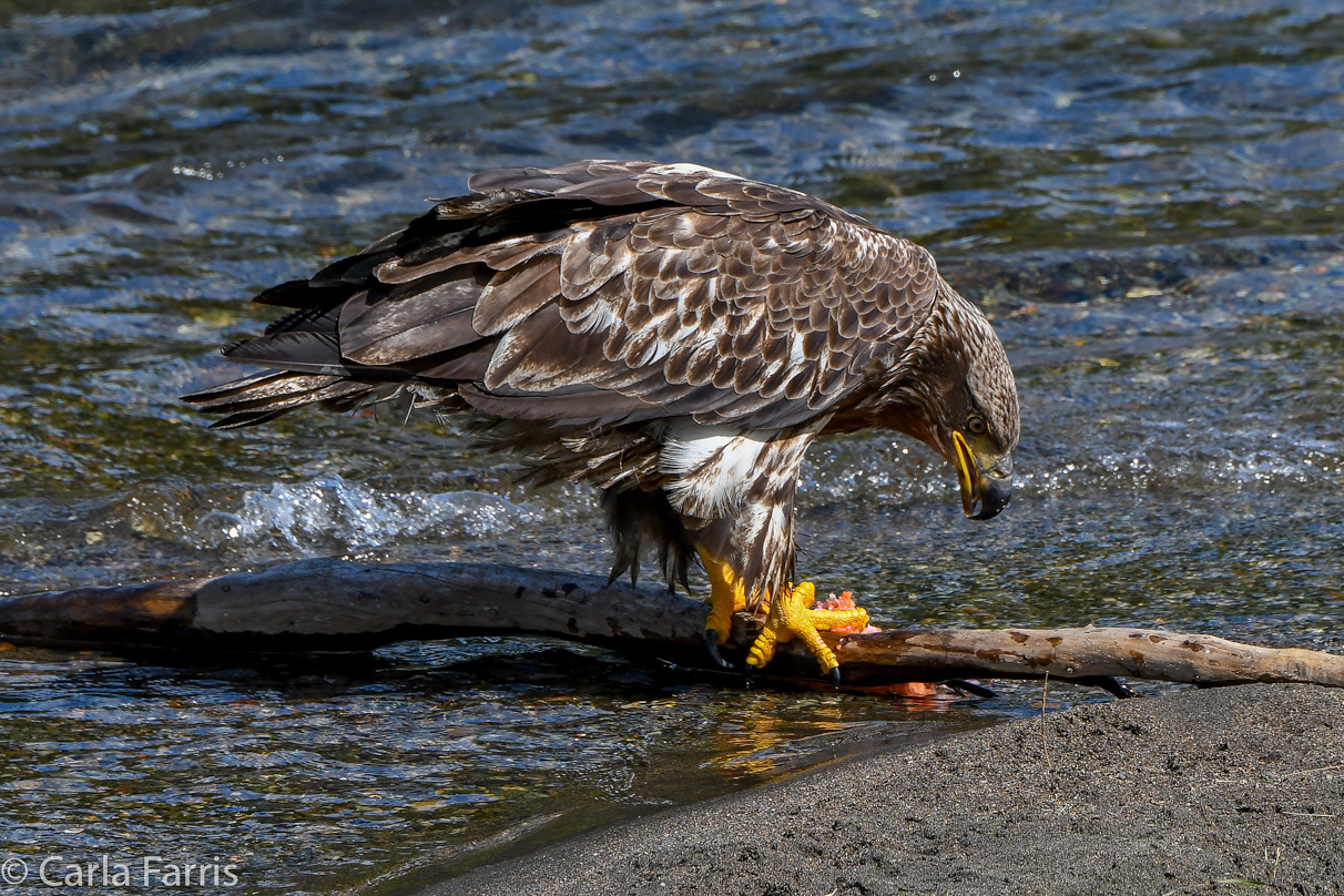 Immature Bald Eagle