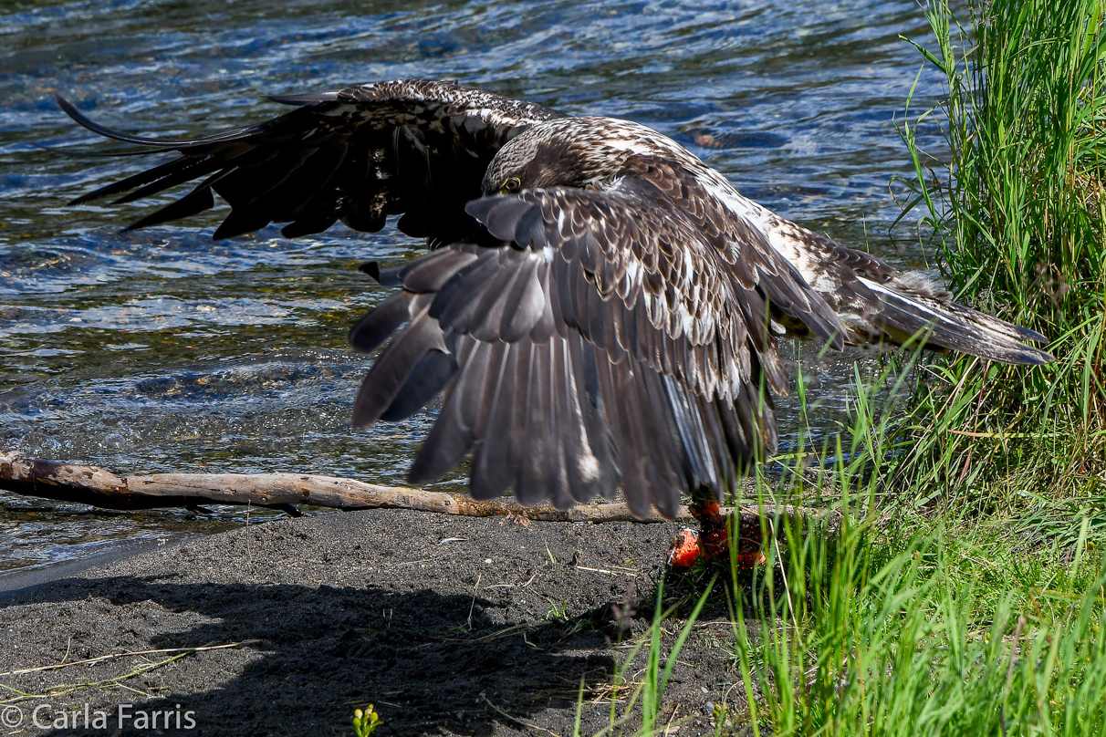 Immature Bald Eagle