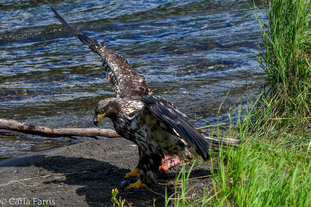 Immature Bald Eagle