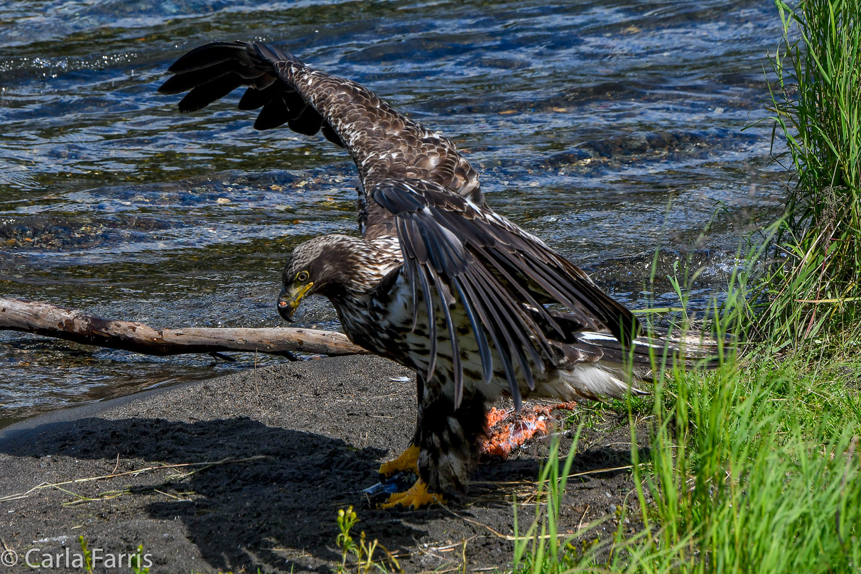 Immature Bald Eagle