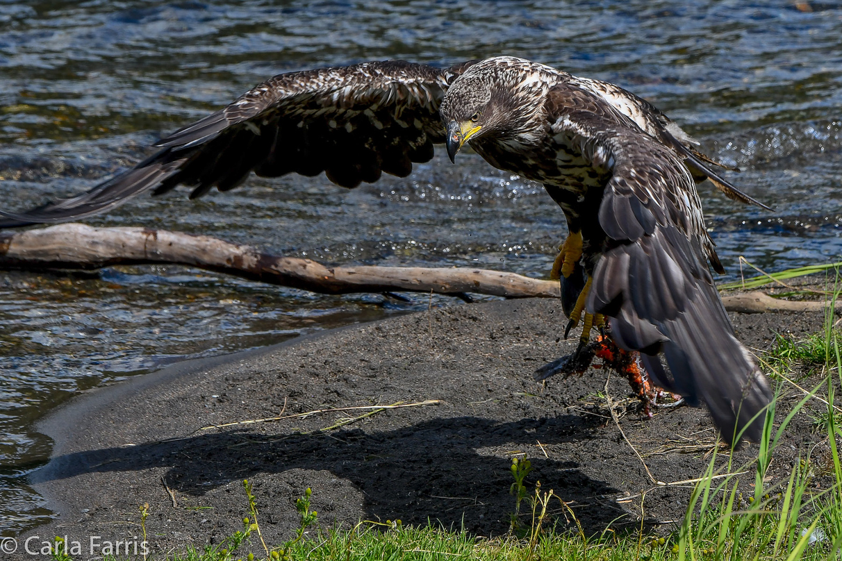 Immature Bald Eagle