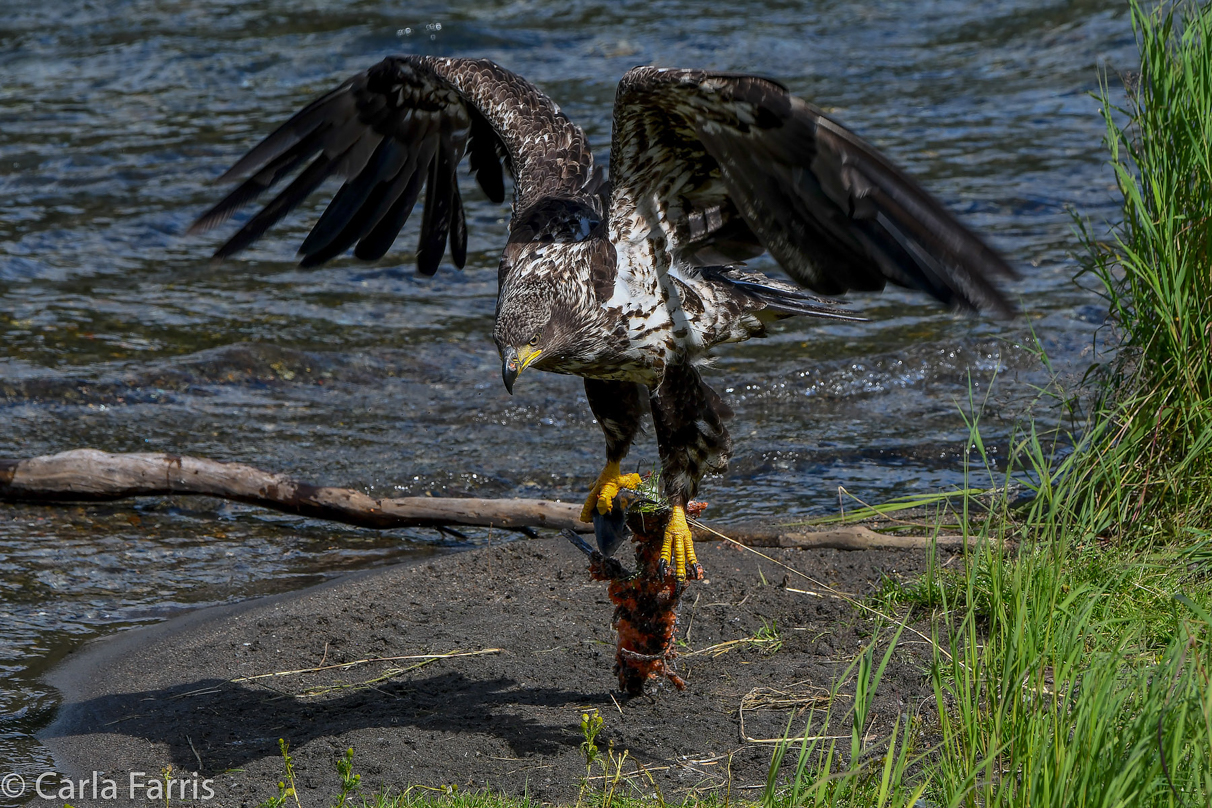 Immature Bald Eagle