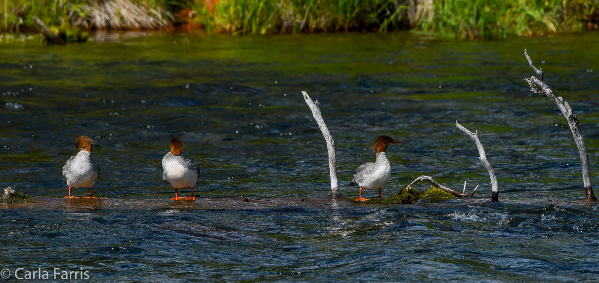 Gulls