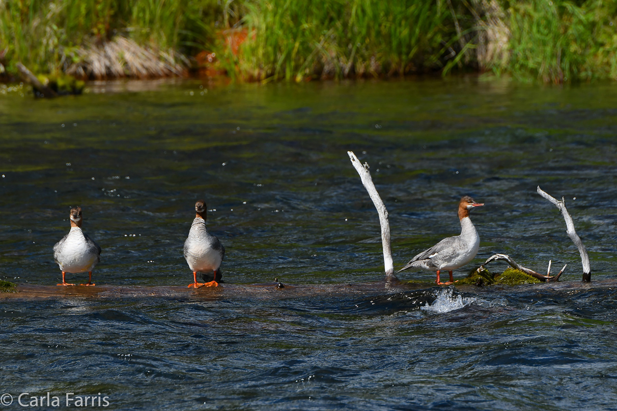 Gulls