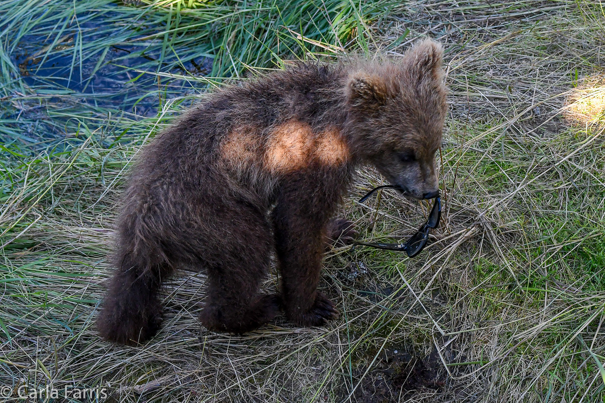 Grazer (128) cub(s)