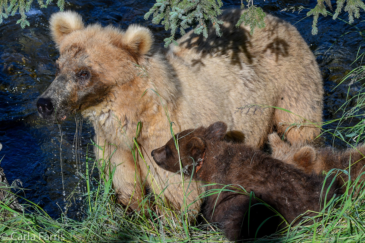 Grazer (128) & cubs