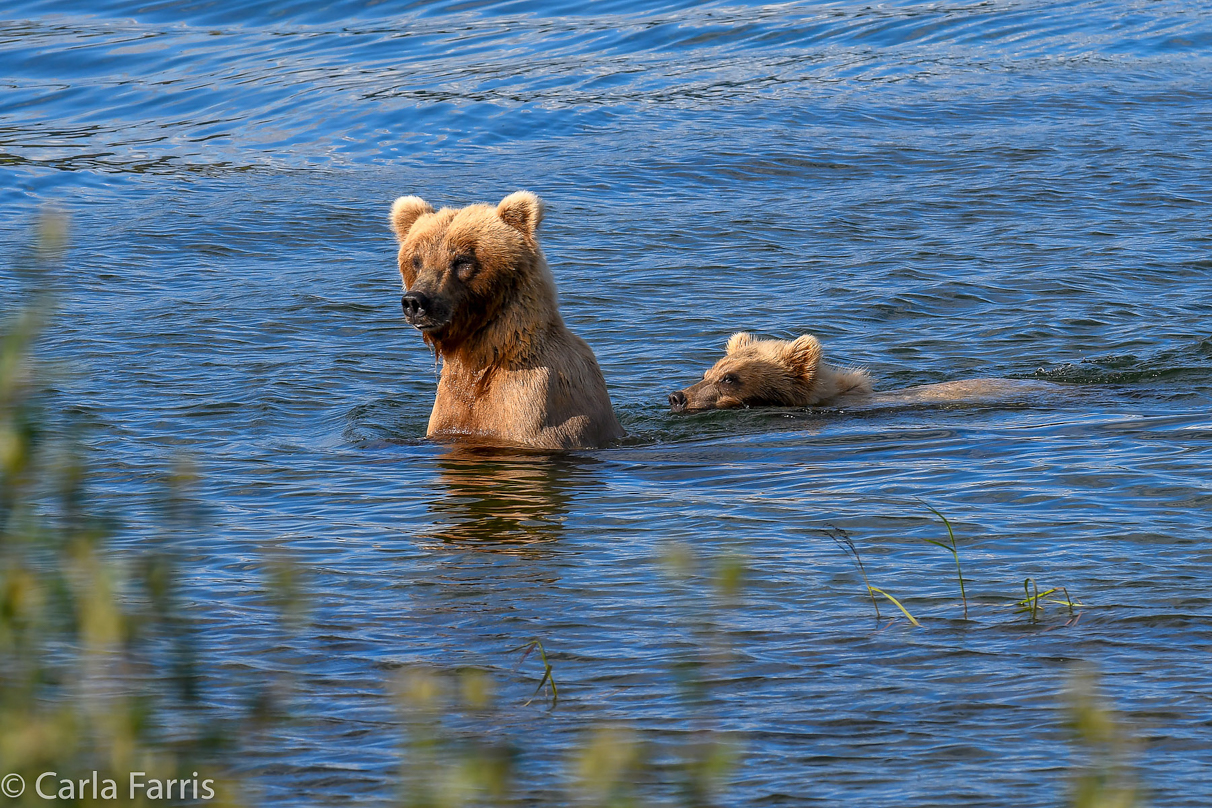 273 & Cub (aka Velcro)