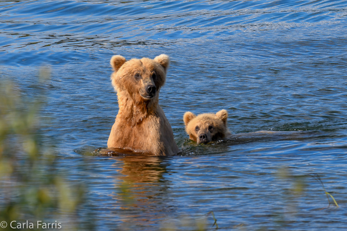 273 & Cub (aka Velcro)