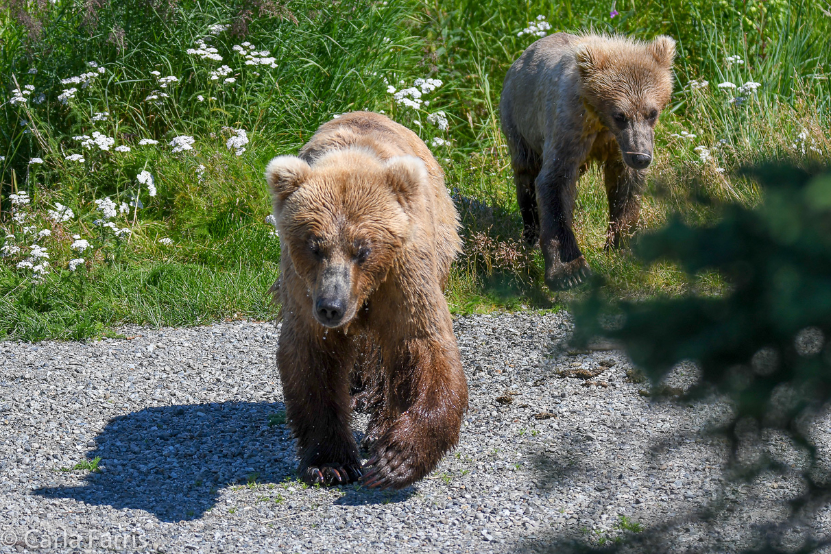 273 & Cub (aka Velcro)