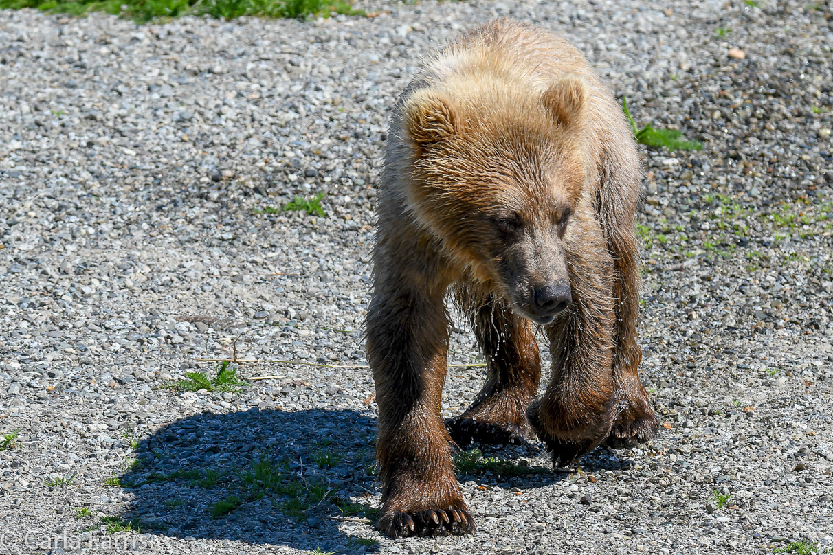 273's Cub (aka Velcro)