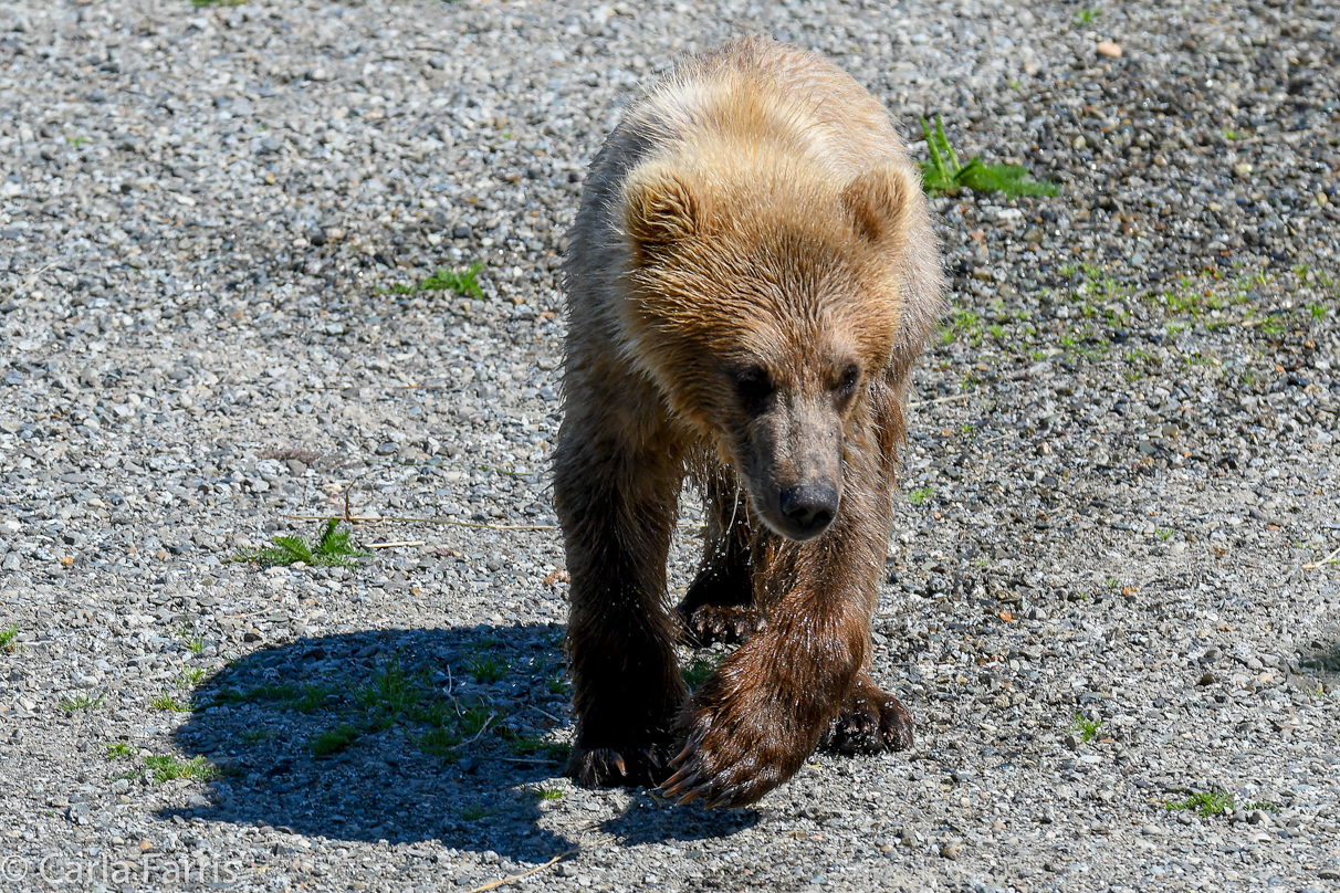 273's Cub (aka Velcro)