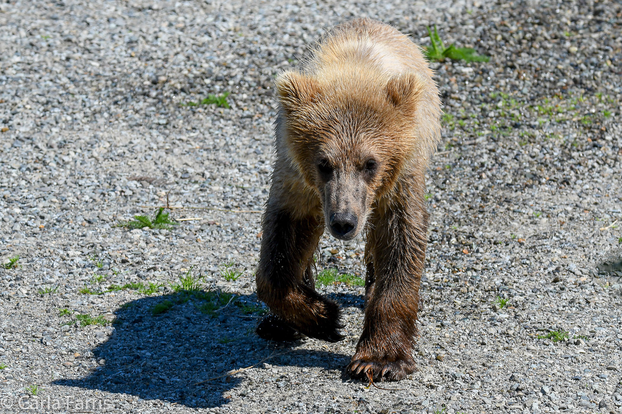 273's Cub (aka Velcro)