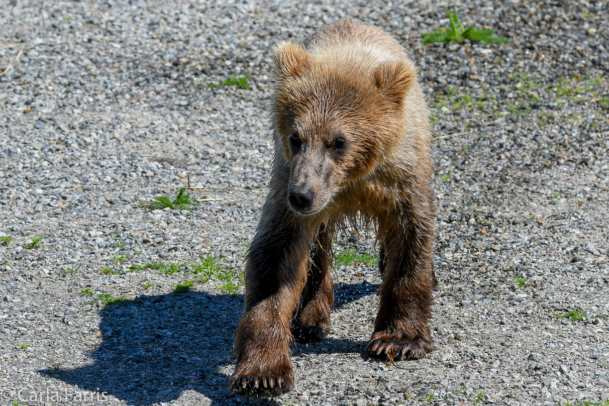 273's Cub (aka Velcro)